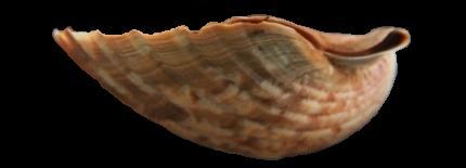 Pecten afribenedictus