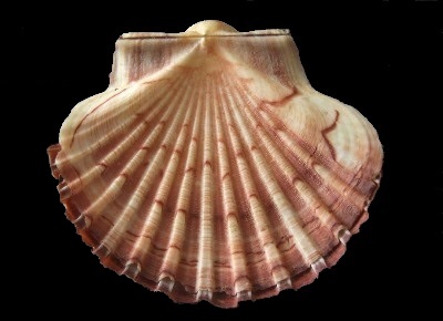 Pecten dorotheae