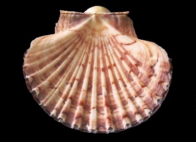 Pecten dorotheae