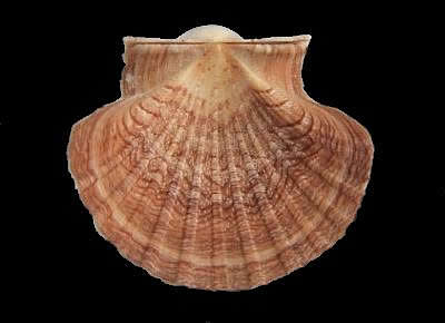 Pecten erythraeensis