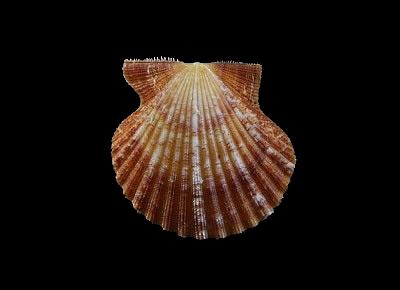 Lindapecten exasperatus