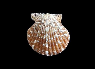 Lindapecten exasperatus