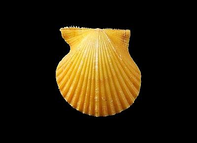 Lindapecten exasperatus