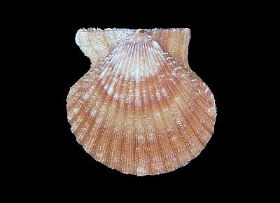 Lindapecten exasperatus