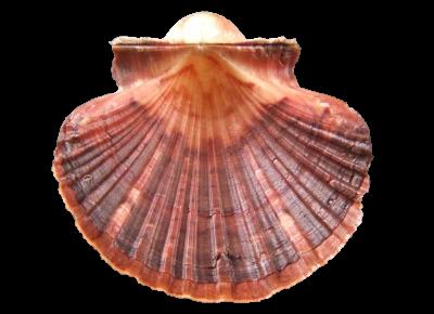 Pecten excavatus