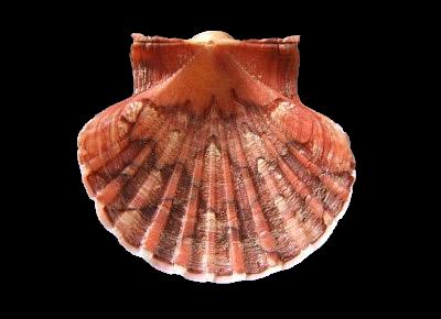 Pecten excavatus