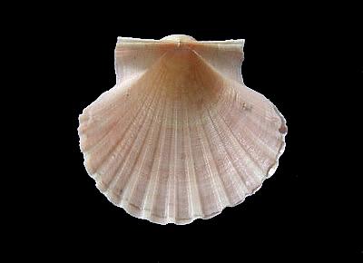 Pecten excavatus