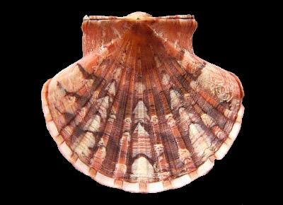 Pecten excavatus