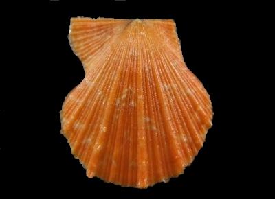 Azumapecten farreri