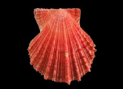 Azumapecten farreri