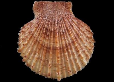 Azumapecten farreri