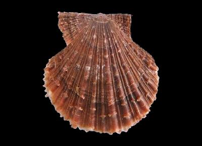 Azumapecten farreri