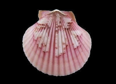 Aequipecten flabellum