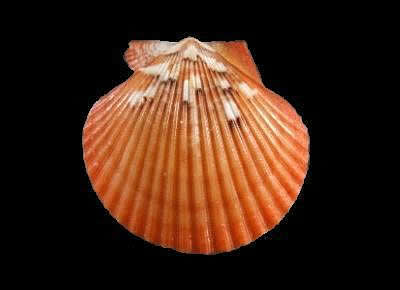 Aequipecten flabellum