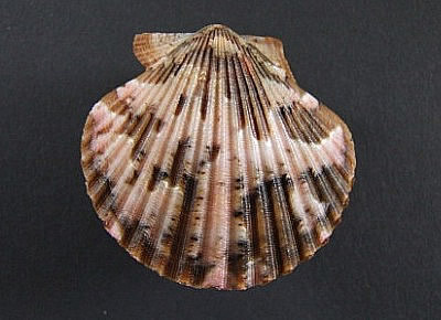 Aequipecten flabellum