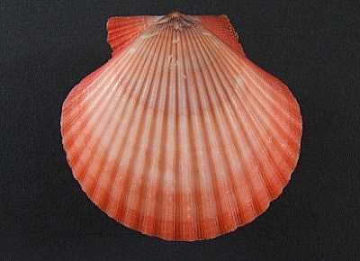 Aequipecten flabellum