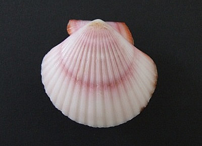 Aequipecten flabellum