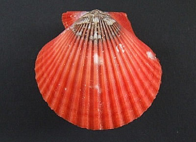 Aequipecten flabellum