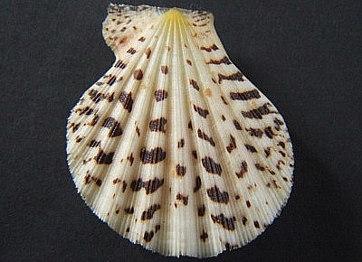 Semipallium flavicans