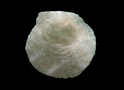 Hemipecten forbesianus