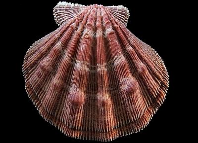 Nodipecten fragosus