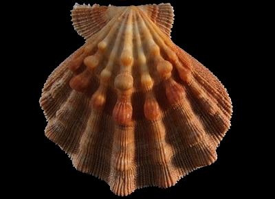 Nodipecten fragosus