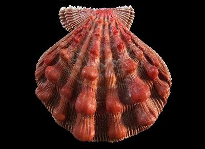 Nodipecten fragosus