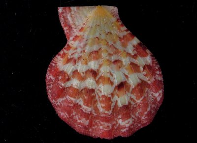 Semipallium fulvicostatum