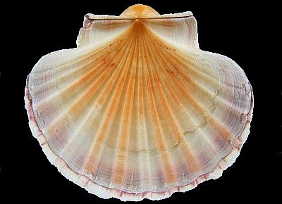 Pecten fumatus