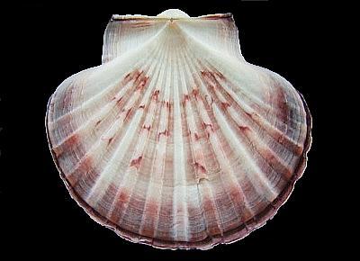 Pecten fumatus