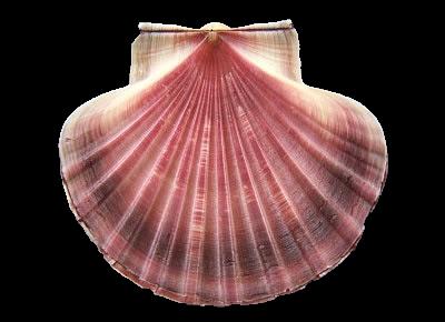 Pecten fumatus