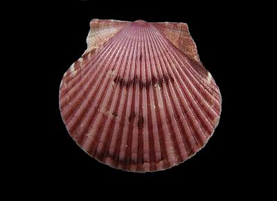 Argopecten gibbus