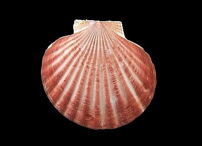 Aequipecten glyptus