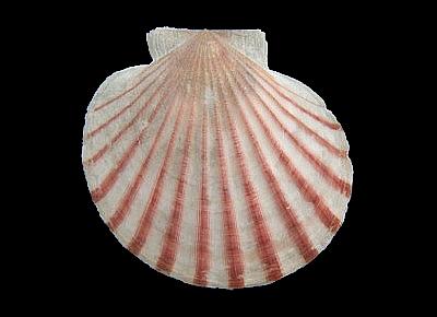 Aequipecten glyptus