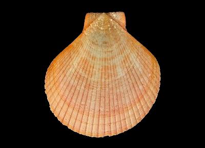 Anguipecten gregoryi