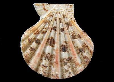 Excellichlamys histrionica