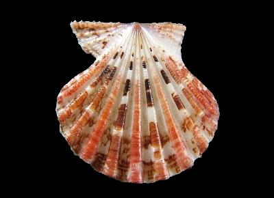 Excellichlamys histrionica
