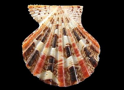 Excellichlamys histrionica