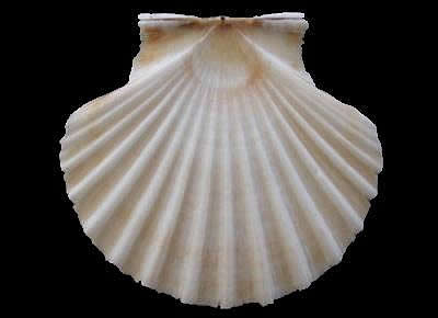 Pecten jacobaeus1