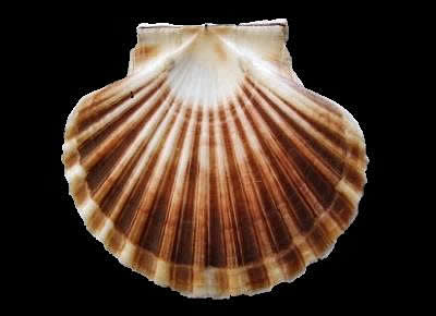 Pecten jacobaeus2