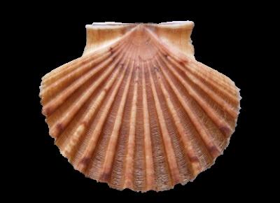 Pecten jacobaeus3