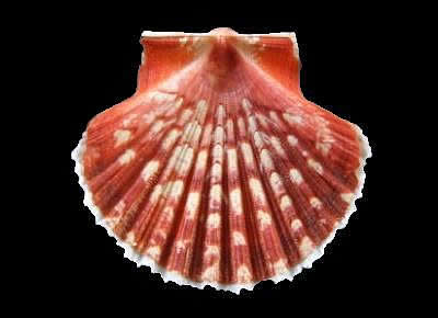 Pecten keppelianus