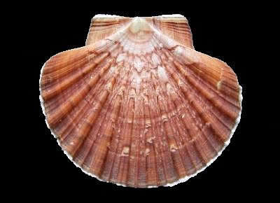 Pecten keppelianus