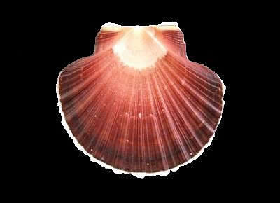 Pecten keppelianus