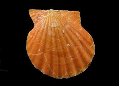 Leptopecten latiauratus