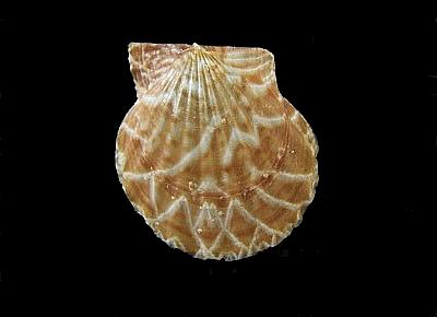 Leptopecten latiauratus