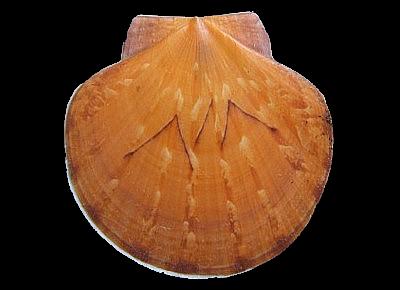 Euvola laurenti