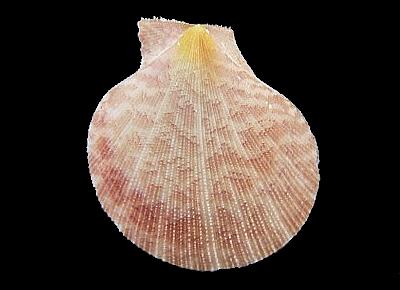Laevichlamys limatula