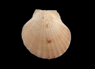 Aequipecten glyptus