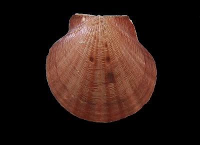 Aequipecten lineolaris